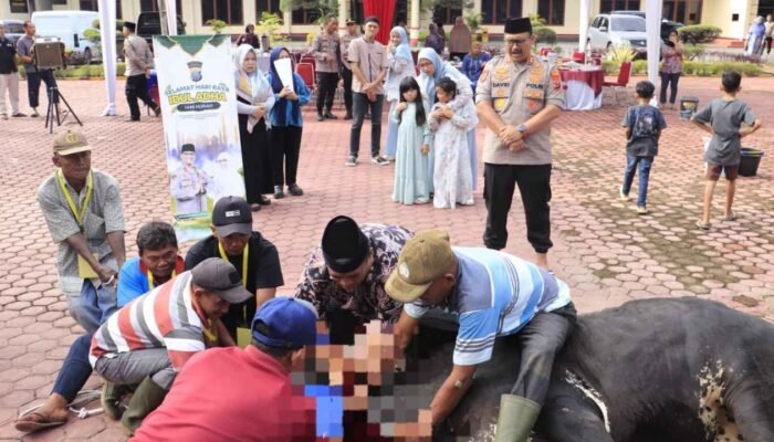 Kapolres Langkat Kurban 12 Sapi dan 5 Kambing, Masyarakat Heboh Sambut Idul Adha 1446 H!