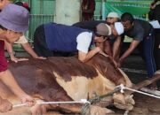 Prabowo Kurban Sapi Limosin 1 Ton di Medan, Al Washliyah Dapat Amanah Istimewa