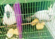 Gakkum Kehutanan Gagalkan Penyelundupan Tujuh Burung Dilindungi di Deli Serdang