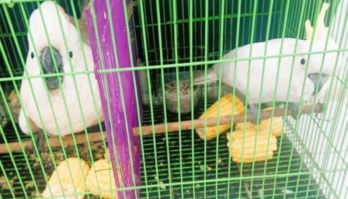 Gakkum Kehutanan Gagalkan Penyelundupan Tujuh Burung Dilindungi di Deli Serdang