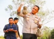 Polres Batubara Gagalkan Penyelundupan 300 Belangkas Tujuan Malaysia, Dua Tersangka Diamankan