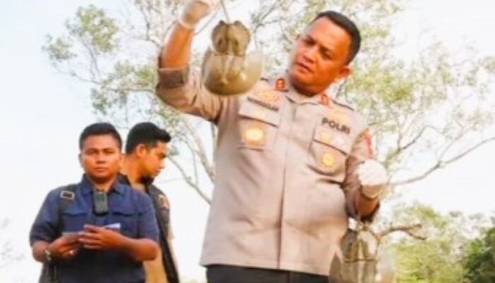 Polres Batubara Gagalkan Penyelundupan 300 Belangkas Tujuan Malaysia, Dua Tersangka Diamankan