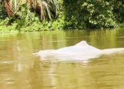 Lumba-lumba Putih Sempat Muncul di Perairan Asahan, BKSDA Pastikan Tidak Terjebak