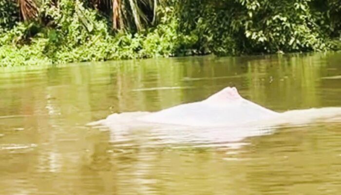 Diduga Lumba-lumba Putih Muncul di Sungai Asahan, Warga Sei Kepayang Heboh