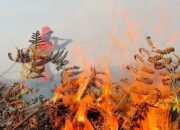 Karhutla di Aceh Barat Meluas, Luas Area Terbakar Capai 19 Hektare