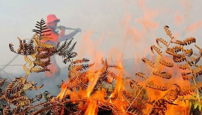 Karhutla di Aceh Barat Meluas, Luas Area Terbakar Capai 19 Hektare