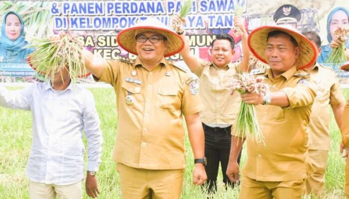Bawang Merah Jadi Andalan Baru Petani Beringin, Modal Kecil Untung Tiga Kali Lipat