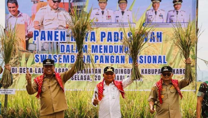 Panen Raya di Mardingding, Wagub Sumut Tegaskan Dukungan Penuh bagi Petani Karo