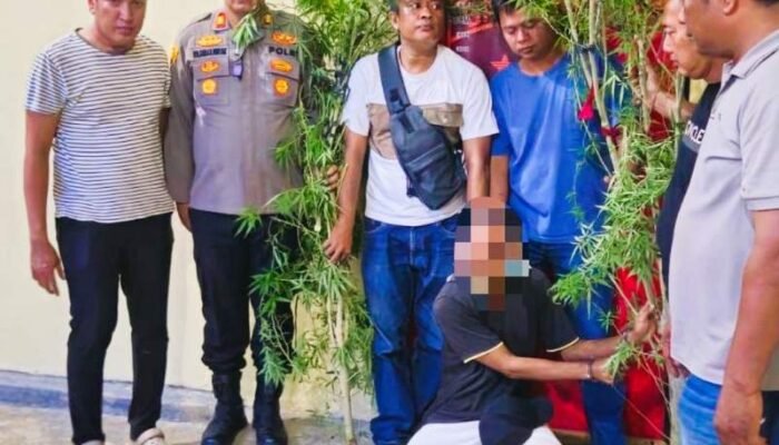 Tanam Ganja di Dapur Rumah, Tiga Pria di Sergai Diciduk Polisi