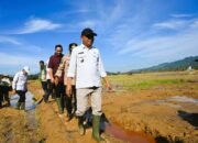 Pemulihan Lahan Pertanian Ditargetkan 37.318 Hektare di Sumut