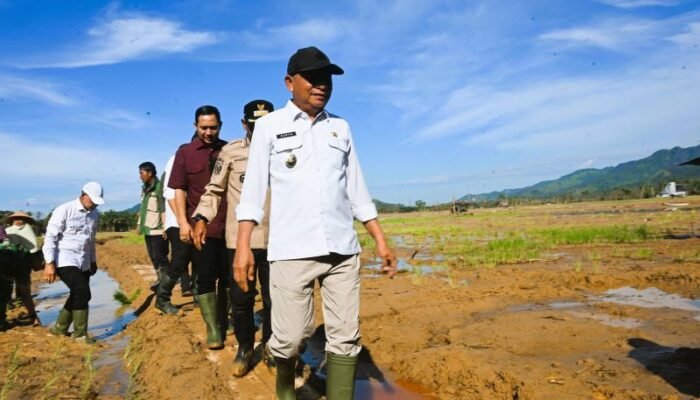 Pemulihan Lahan Pertanian Ditargetkan 37.318 Hektare di Sumut