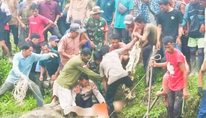 Pencari Lokan di Simeulue Tewas Diterkam Buaya, Warga Diminta Waspada