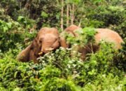 Petani Tewas Diserang Kawanan Gajah Liar di Bener Meriah