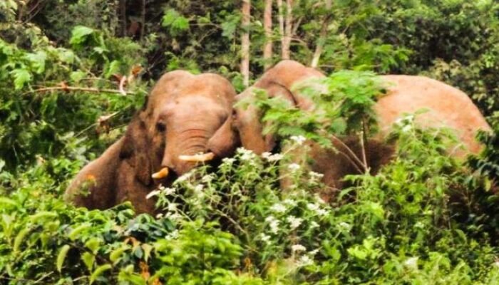 Petani Tewas Diserang Kawanan Gajah Liar di Bener Meriah