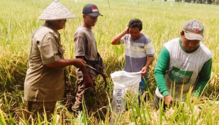 Bulog Sumut Serap 3.700 Ton Gabah Petani hingga Pertengahan Februari 2026
