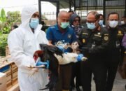Ratusan Ayam Bangkok dan Kambing Ilegal Asal Thailand Digagalkan di Deli Serdang