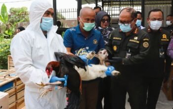 Ratusan Ayam Bangkok dan Kambing Ilegal Asal Thailand Digagalkan di Deli Serdang