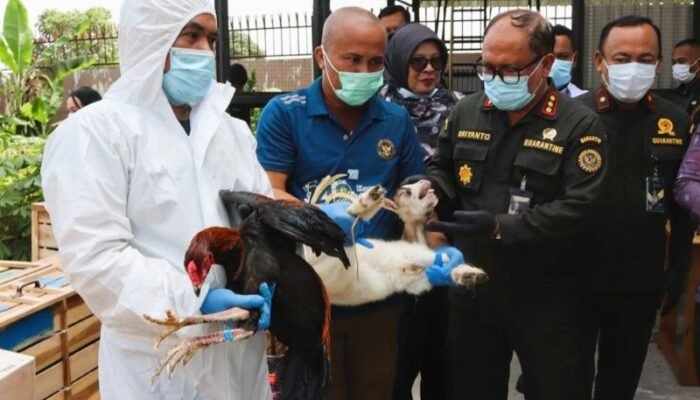 Ratusan Ayam Bangkok dan Kambing Ilegal Asal Thailand Digagalkan di Deli Serdang