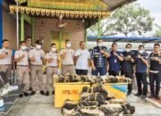 Hendak Diselundupkan ke Malaysia, Hampir 2.000 Kulit Biawak Digagalkan di Pelabuhan Teluk Nibung