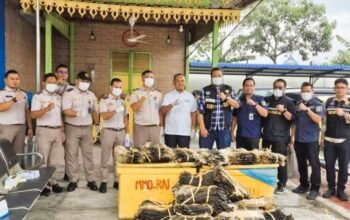 Hendak Diselundupkan ke Malaysia, Hampir 2.000 Kulit Biawak Digagalkan di Pelabuhan Teluk Nibung