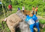 BKSDA Aceh Laporkan Kasus Kematian Gajah Sumatra Diduga Tersengat Listrik ke Polisi