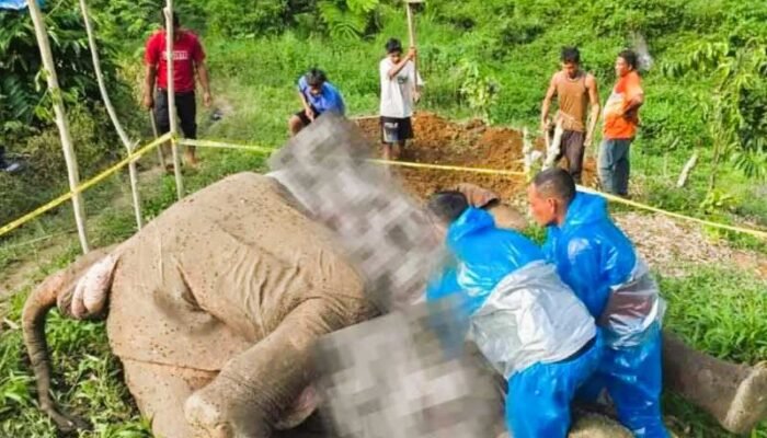 BKSDA Aceh Laporkan Kasus Kematian Gajah Sumatra Diduga Tersengat Listrik ke Polisi