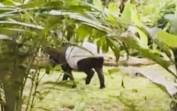 Tapir dan Harimau Sumatra Muncul Dekat Permukiman Warga Labura, Kerusakan Habitat Disorot