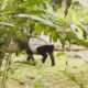 Tapir dan Harimau Sumatra Muncul Dekat Permukiman Warga Labura, Kerusakan Habitat Disorot