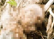 Kerangka Diduga Korban Banjir Garoga Ditemukan di Pinggir Sungai Batang Toru