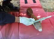 Penemuan Mortir di Labuhanbatu Gegerkan Warga, Tim Gegana Lakukan Disposal Aman