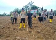 Polsek Rambah Samo Tanam Jagung 2 Hektare di Rokan Hulu, Dukung Program Ketahanan Pangan Prabowo