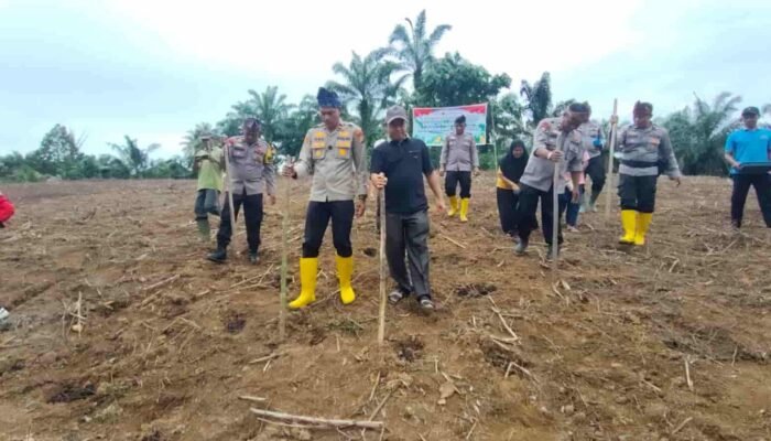 Polsek Rambah Samo Tanam Jagung 2 Hektare di Rokan Hulu, Dukung Program Ketahanan Pangan Prabowo