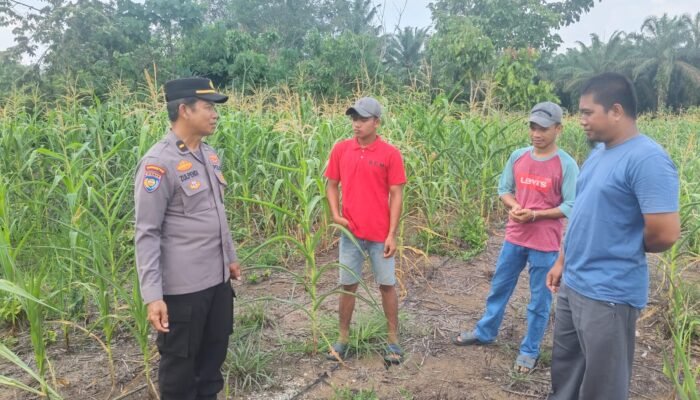 Polsek Rambah Samo Pantau Tamanan Jagung Hibrida Pioneer P32 di Teluk Aur Usia 66 HST, Dukung Ketahanan Pangan Nasional