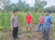 Jagung Pipil di Teluk Aur Usia 66 Hari Tumbuh Optimal, Polsek Rambah Samo Dukung Program Ketahanan Pangan
