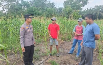 Jagung Pipil di Teluk Aur Usia 66 Hari Tumbuh Optimal, Polsek Rambah Samo Dukung Program Ketahanan Pangan