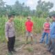 Jagung Pipil di Teluk Aur Usia 66 Hari Tumbuh Optimal, Polsek Rambah Samo Dukung Program Ketahanan Pangan