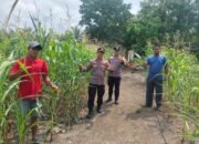 Cinta Petani Wujud Nyata Ketahanan Pangan, Polsek Rambah Samo Turun ke Ladang Jagung Hibrida di Teluk Aur