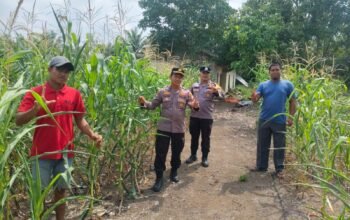 Cinta Petani Wujud Nyata Ketahanan Pangan, Polsek Rambah Samo Turun ke Ladang Jagung Hibrida di Teluk Aur