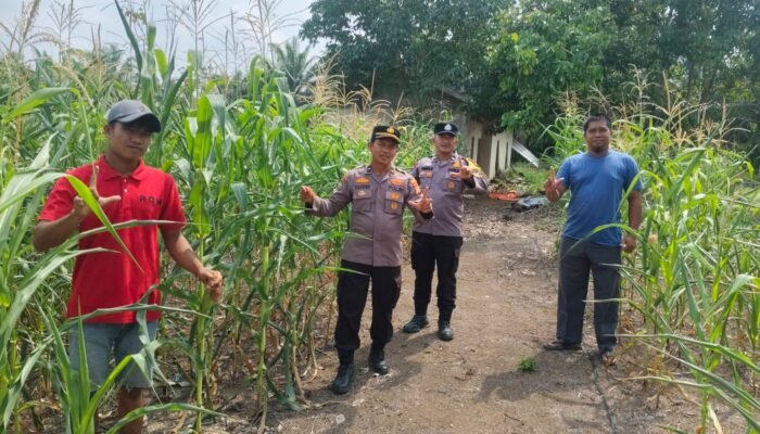 Cinta Petani Wujud Nyata Ketahanan Pangan, Polsek Rambah Samo Turun ke Ladang Jagung Hibrida di Teluk Aur