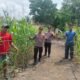 Cinta Petani Wujud Nyata Ketahanan Pangan, Polsek Rambah Samo Turun ke Ladang Jagung Hibrida di Teluk Aur
