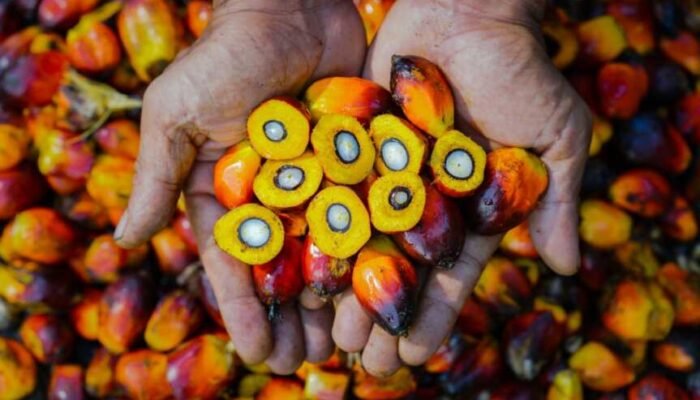 PTPN IV PalmCo Perluas Sertifikasi Sawit Berkelanjutan, Penjualan Produk Premium Melonjak 148 Persen