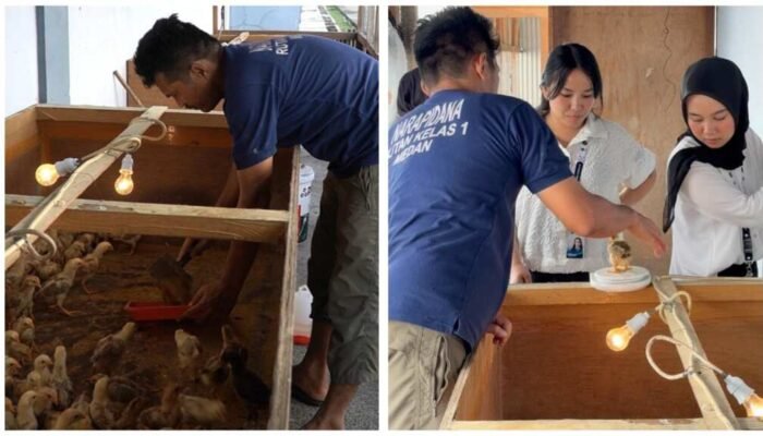 Dari Lahan Branggang, Rutan Medan Bekali Warga Binaan Keterampilan Beternak Ayam Kampung